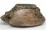 Woolly Mammoth Partial Mandible with M Molars - Germany #235236-6